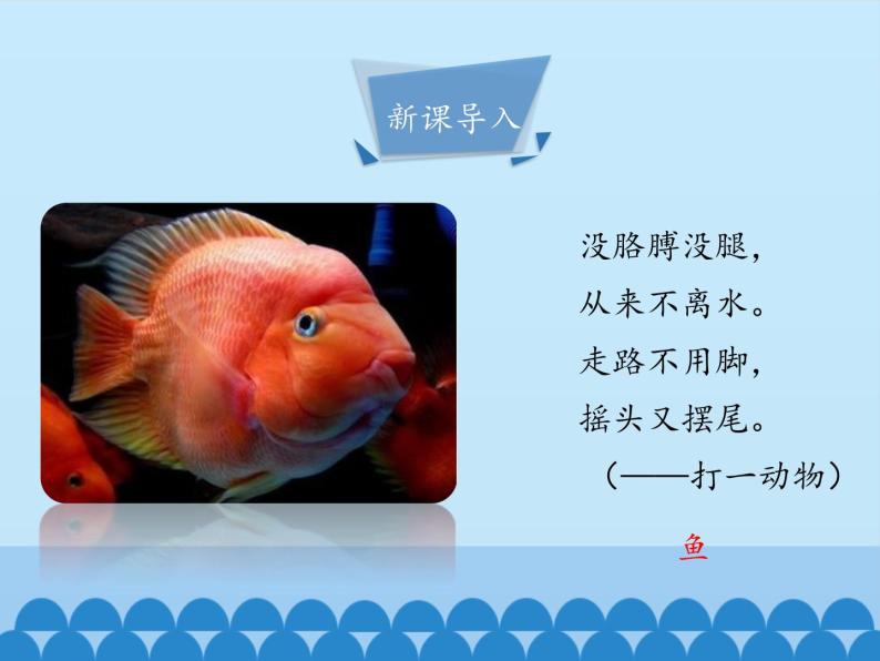冀教版七年级上册 生物 课件 1.4.6鱼类03