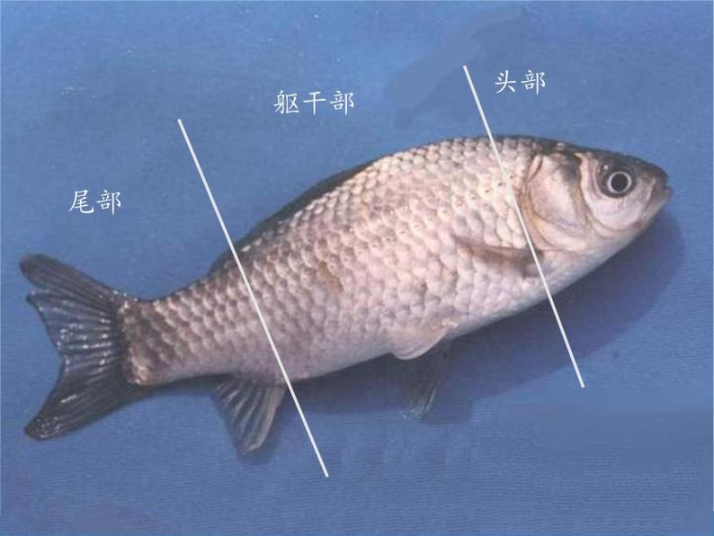 冀教版七年级上册 生物 课件 1.4.6鱼类06