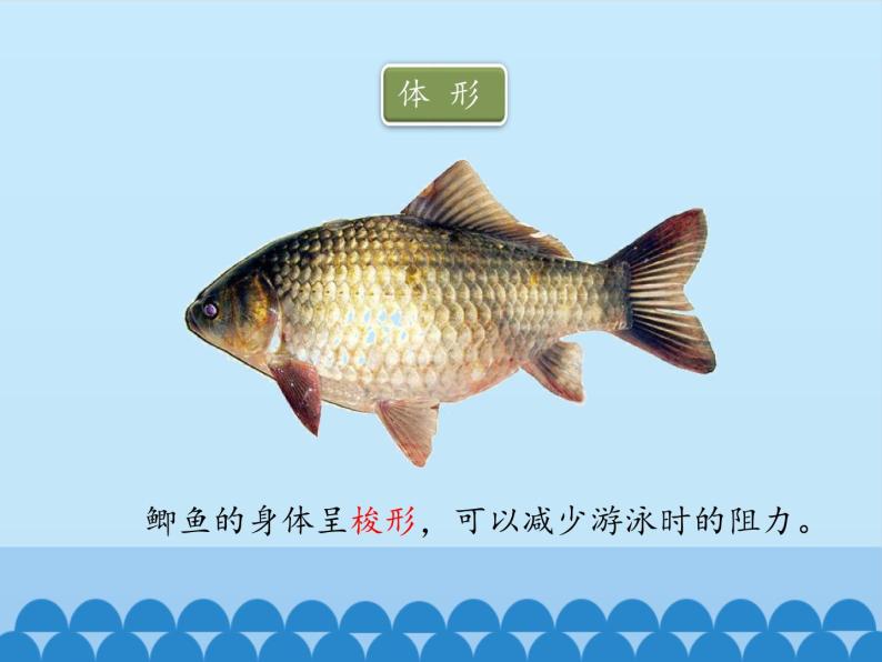 冀教版七年级上册 生物 课件 1.4.6鱼类08