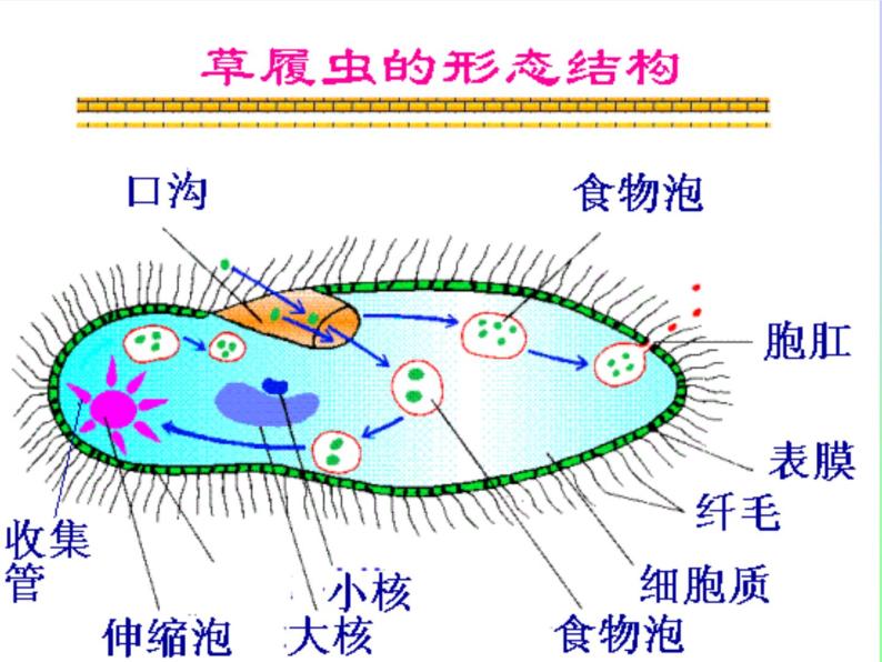 单细胞生物体PPT课件免费下载05