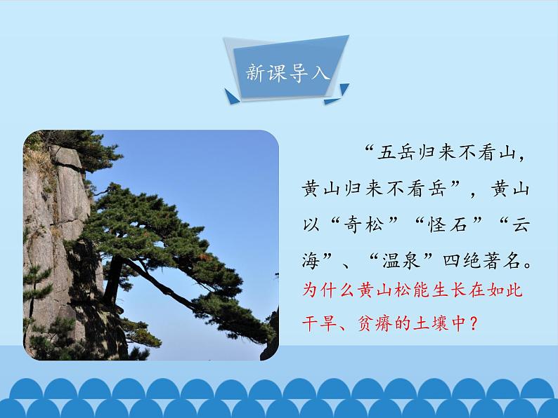 冀教版七年级上册 生物 课件 1.3.5裸子植物第3页