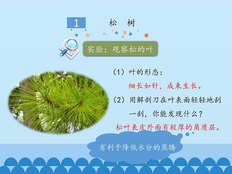 冀教版七年级上册 生物 课件 1.3.5裸子植物第5页