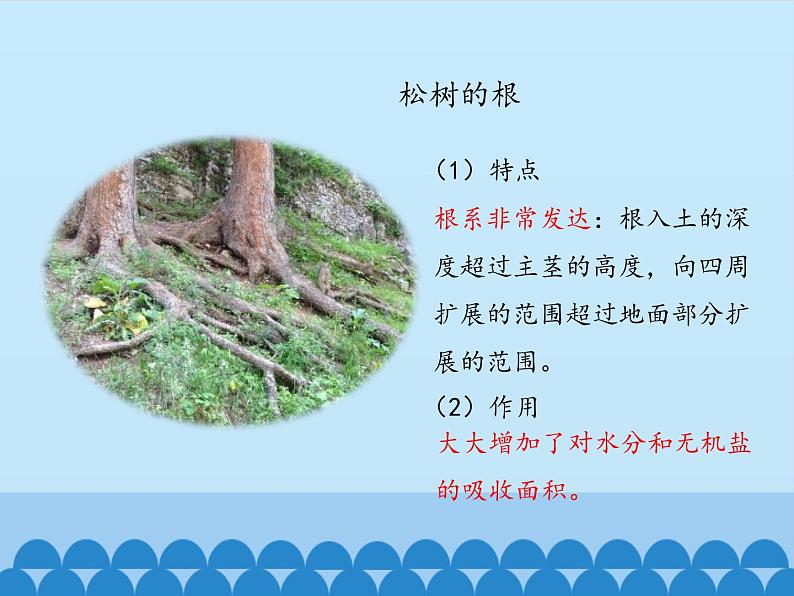 冀教版七年级上册 生物 课件 1.3.5裸子植物第6页