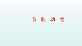 节肢动物PPT课件免费下载