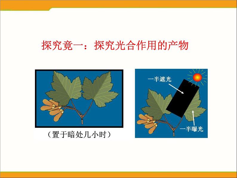 冀教版八年级上册 生物 课件 3.3.1光合作用的产物第3页