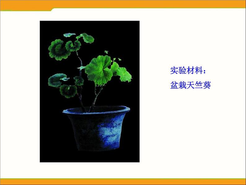 冀教版八年级上册 生物 课件 3.3.1光合作用的产物第4页