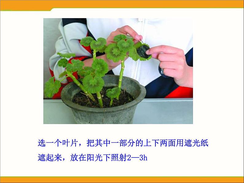 冀教版八年级上册 生物 课件 3.3.1光合作用的产物第5页