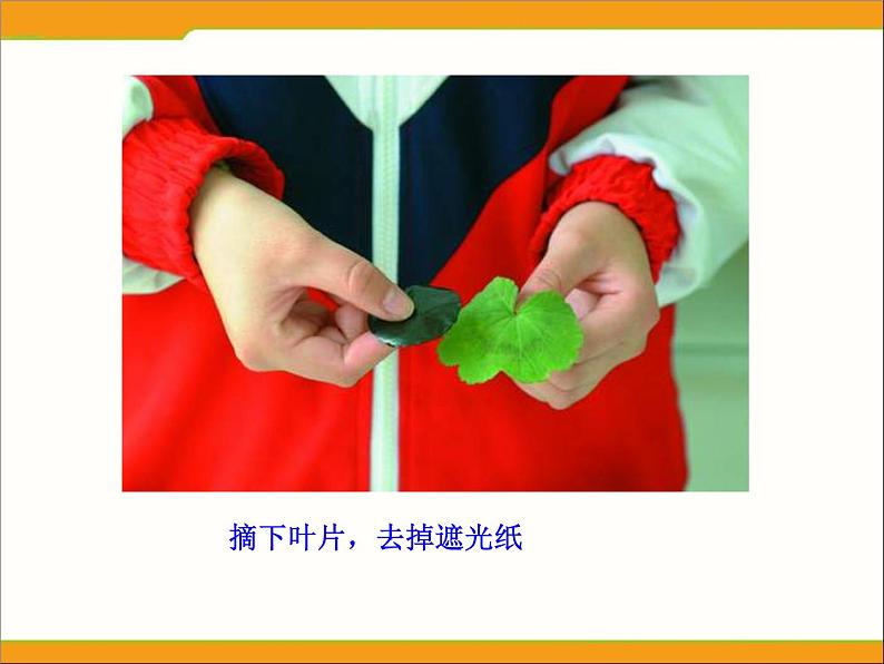 冀教版八年级上册 生物 课件 3.3.1光合作用的产物第7页