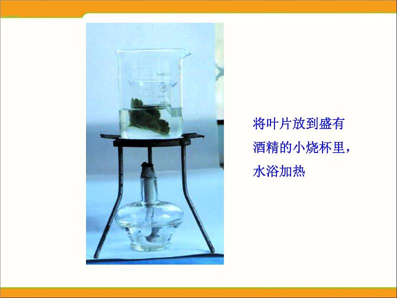 冀教版八年级上册 生物 课件 3.3.1光合作用的产物第8页