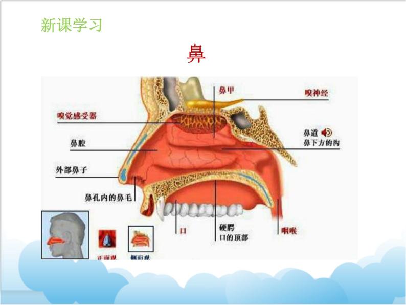 第六章第一节《人的呼吸》课件08