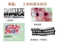 初中生物沪教版八年级上册 生命科学第1节 人体是怎样构成的课文配套ppt课件