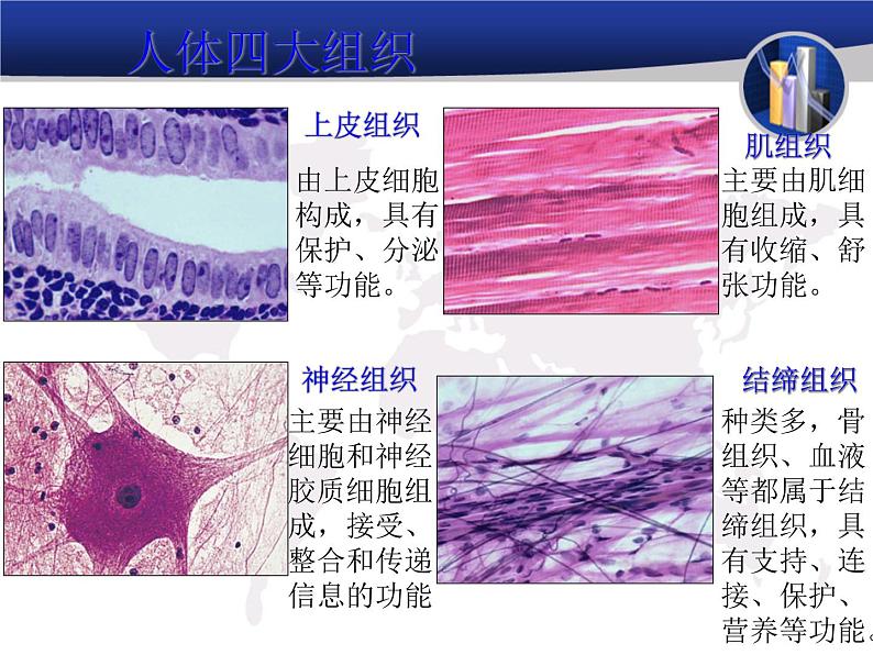 1.1.5人体是怎样构成的 课件 上海版生命科学八年级上册(13张ppt)第4页