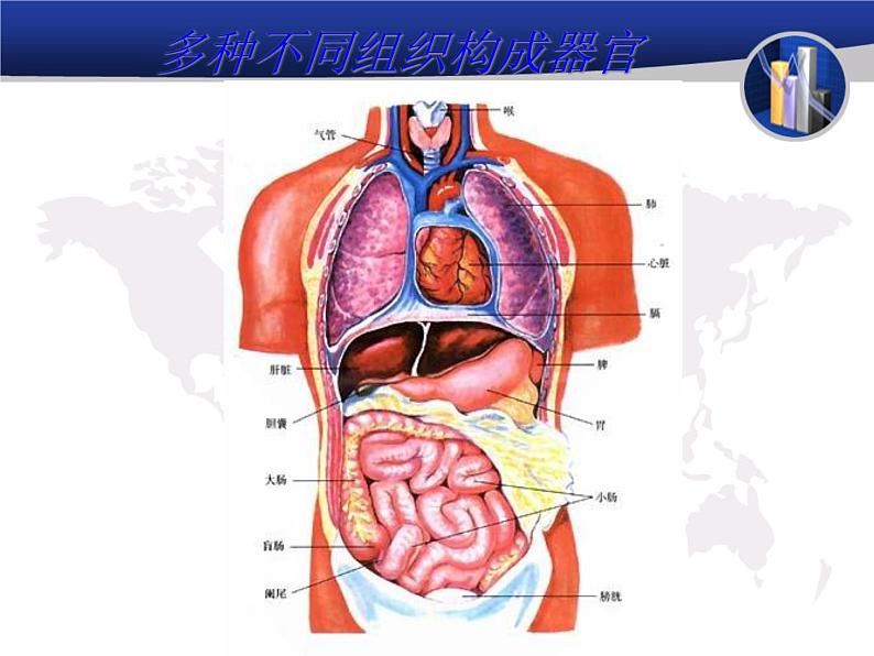 1.1.5人体是怎样构成的 课件 上海版生命科学八年级上册(13张ppt)第5页