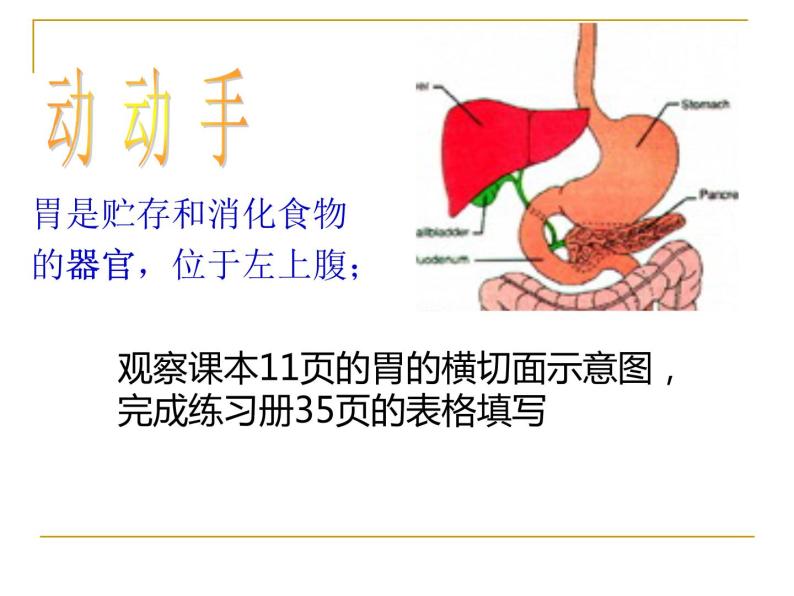 1.1.2人体是怎样构成的 课件 上海版生命科学八年级上册（20张ppt）04