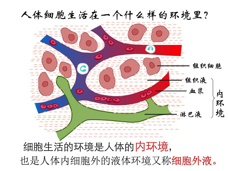 1.2.2人体生命活动需要的环境条件 课件 上海版生命科学八年级上册(23张ppt))第6页