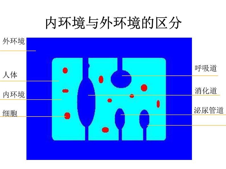1.2.2人体生命活动需要的环境条件 课件 上海版生命科学八年级上册(23张ppt))第7页