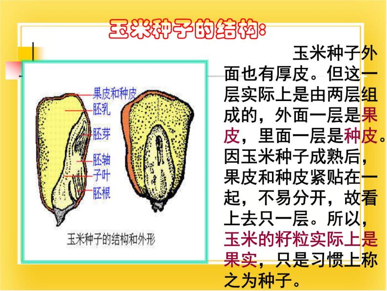 第十三章第四节《植物》课件05