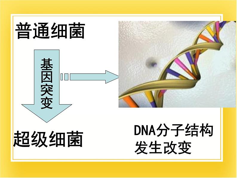 第十三章第二节《原核生物界》课件05