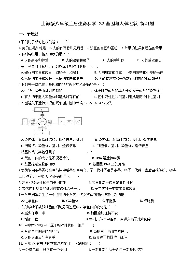 沪教版八年级上册生命科学 2.3基因与人体性状 练习题01