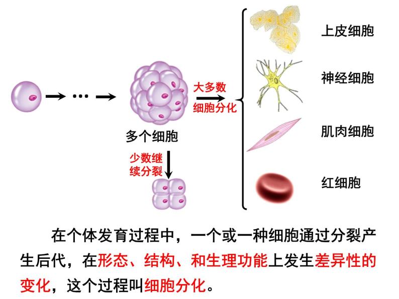 人教七年级上册 2.2.2 动物体的结构层次课件06