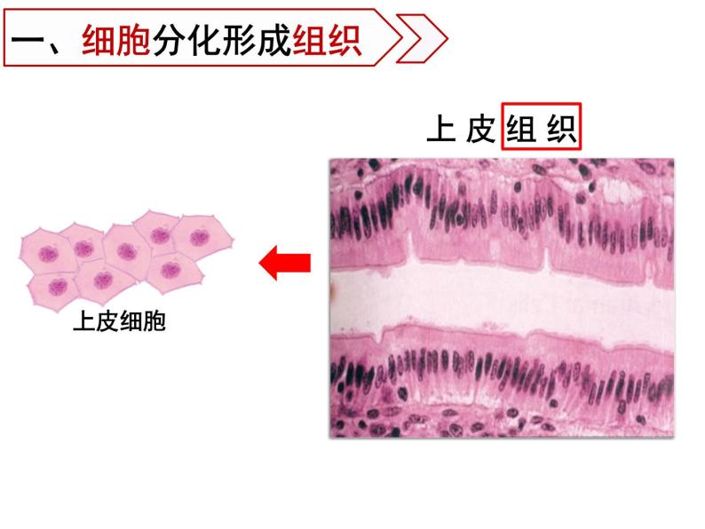 人教七年级上册 2.2.2 动物体的结构层次课件08