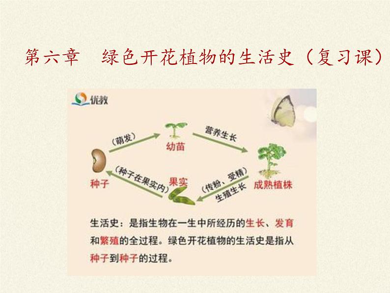 北师大版生物七年级上册 7.1 绿色开花植物的生活方式(课件)第2页