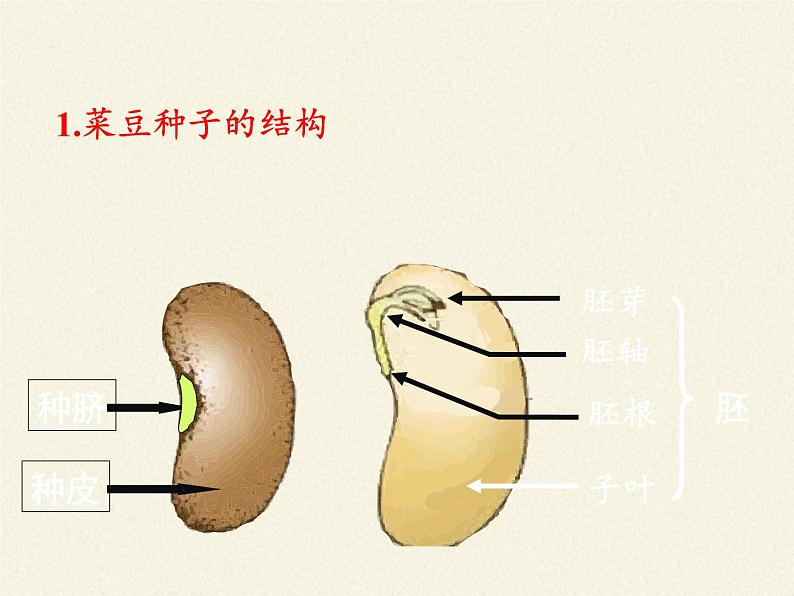 北师大版生物七年级上册 7.1 绿色开花植物的生活方式(课件)第4页