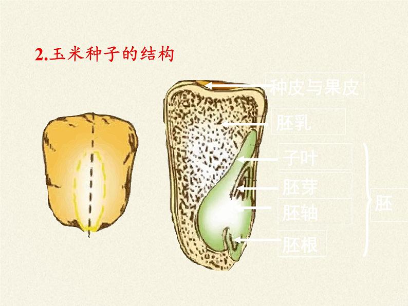 北师大版生物七年级上册 7.1 绿色开花植物的生活方式(课件)第5页