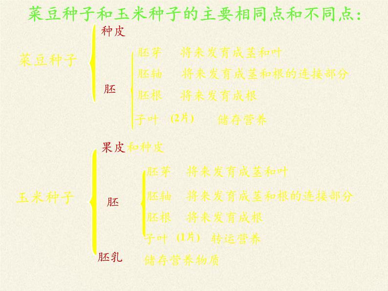 北师大版生物七年级上册 7.1 绿色开花植物的生活方式(课件)第6页