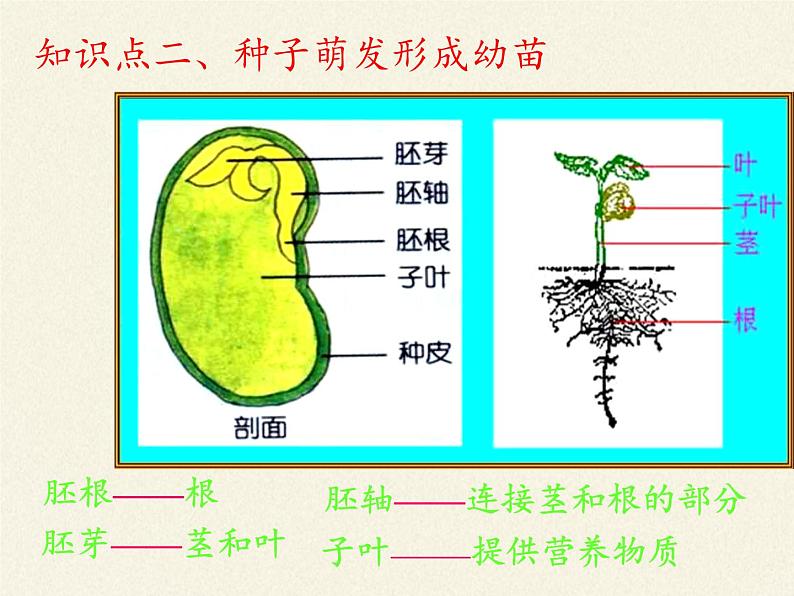 北师大版生物七年级上册 7.1 绿色开花植物的生活方式(课件)第7页