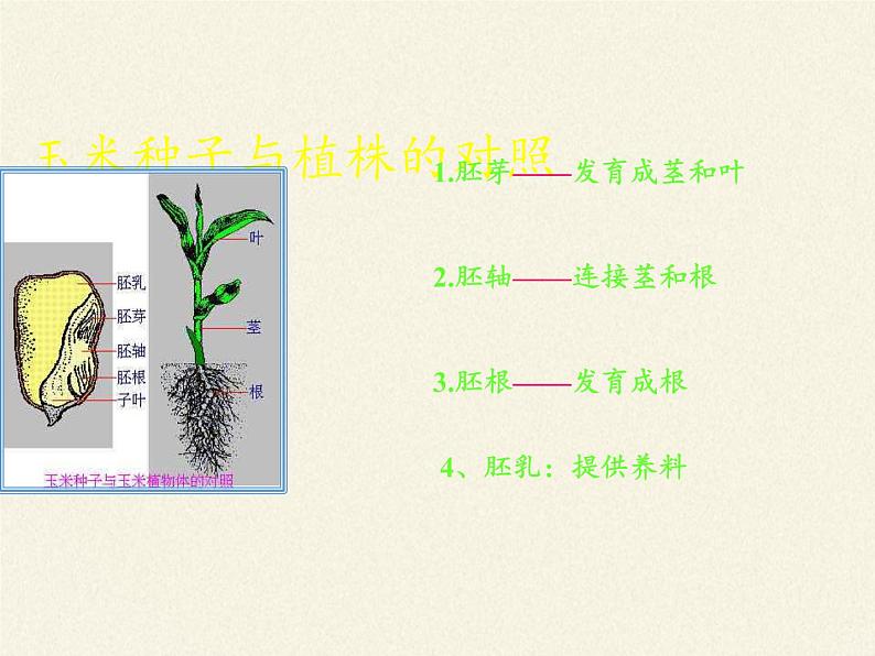 北师大版生物七年级上册 7.1 绿色开花植物的生活方式(课件)第8页