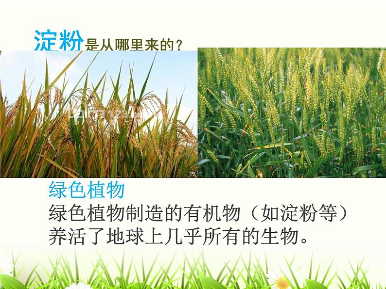 3.6.3 光合作用的实质 课件 2021-2022学年苏教版七年级生物上册06