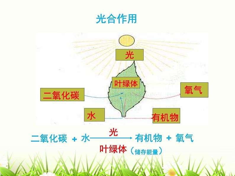 3.6.3 光合作用的实质 课件 2021-2022学年苏教版七年级生物上册08