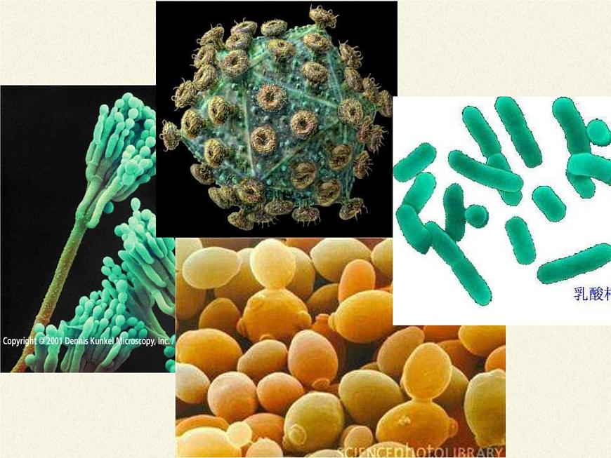 北師大版生物八年級上冊 第18章 第1節(jié) 微生物在生物圈中的作用(2)(課件)第4頁