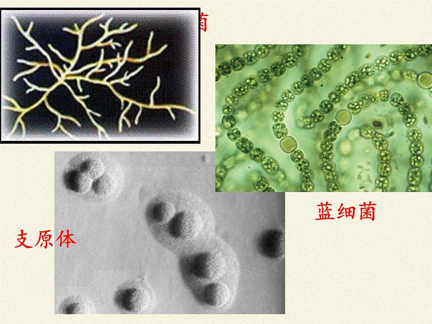 北師大版生物八年級上冊 第18章 第1節(jié) 微生物在生物圈中的作用(2)(課件)第5頁