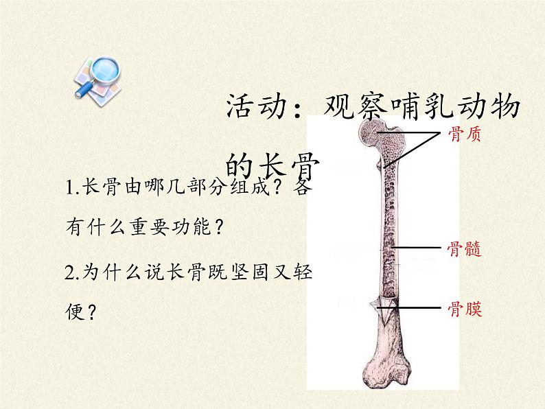 北师大版生物八年级上册 第15章 第2节 动物运动的形成(课件)第5页