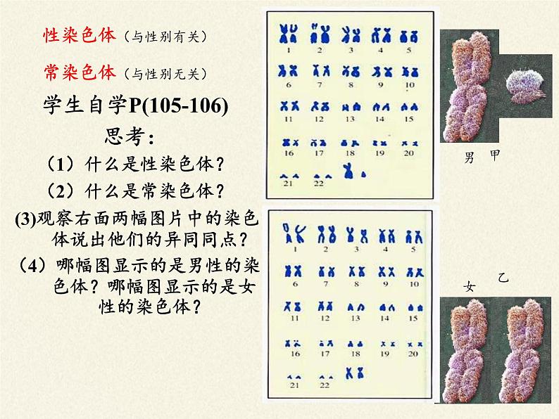 北师大版生物八年级上册 第20章 第4节 性别和性别决定(课件)第4页