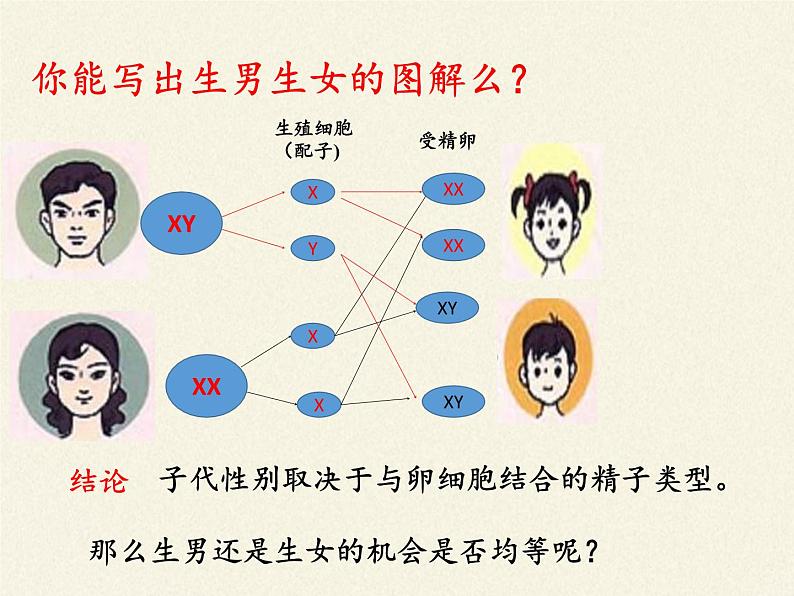 北师大版生物八年级上册 第20章 第4节 性别和性别决定(课件)第7页