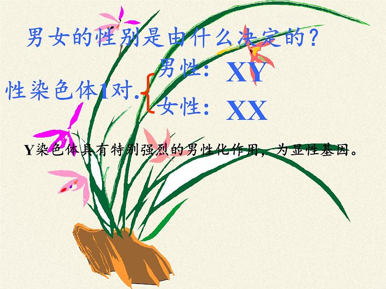 北师大版生物八年级上册 第20章 第4节 性别和性别决定(5)(课件)第7页