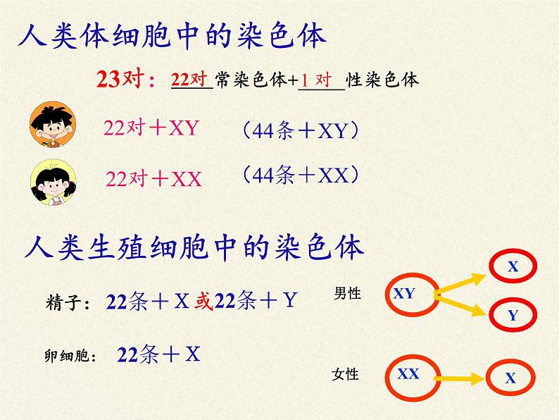 北师大版生物八年级上册 第20章 第4节 性别和性别决定(5)(课件)第8页