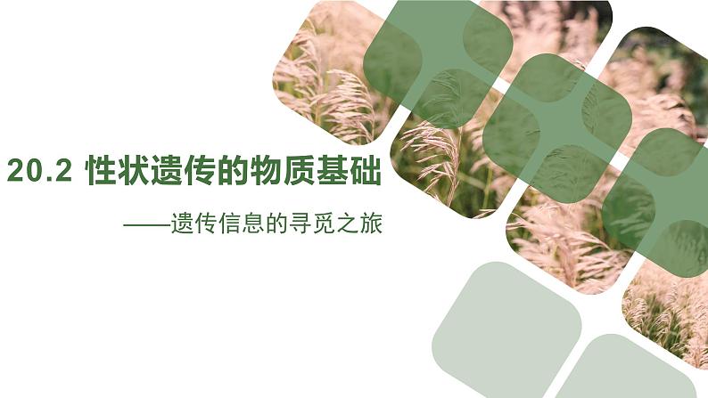 北师大版生物八年级上册 第20章 第2节 性状遗传的物质基础(课件)02