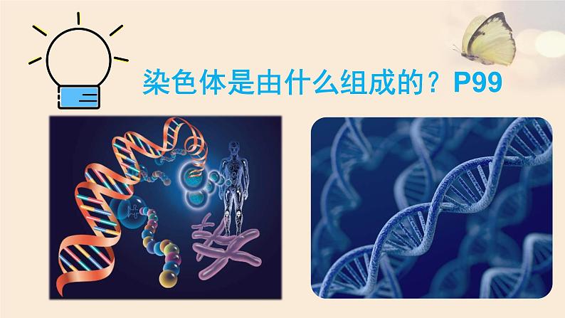 北师大版生物八年级上册 第20章 第2节 性状遗传的物质基础(课件)05