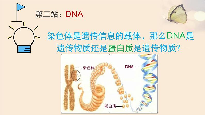 北师大版生物八年级上册 第20章 第2节 性状遗传的物质基础(课件)07