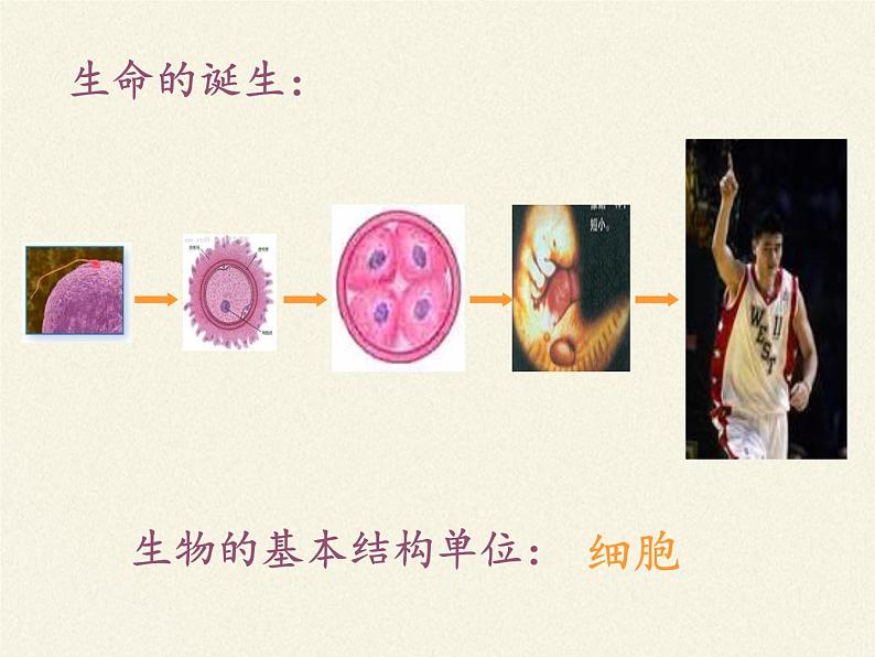 北师大版生物八年级上册 第20章 第2节 性状遗传的物质基础(5)(课件)第3页