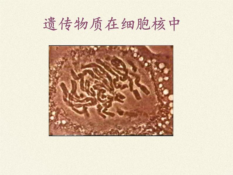 北师大版生物八年级上册 第20章 第2节 性状遗传的物质基础(5)(课件)第5页