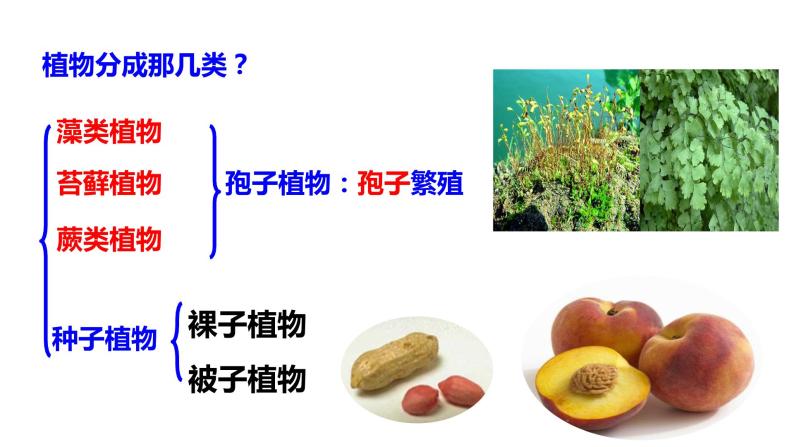 人教版七年级生物上册--3.1.2种子植物 课件03