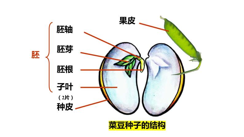 人教版七年级生物上册--3.1.2种子植物 课件06