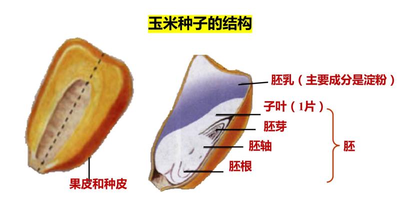 人教版七年级生物上册--3.1.2种子植物 课件08