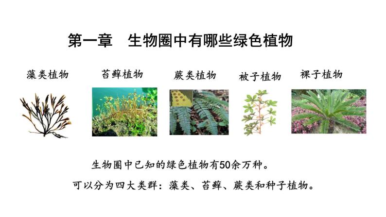 人教版七年级生物上册--3.1.1 藻类、苔藓和蕨类植物课件PPT01