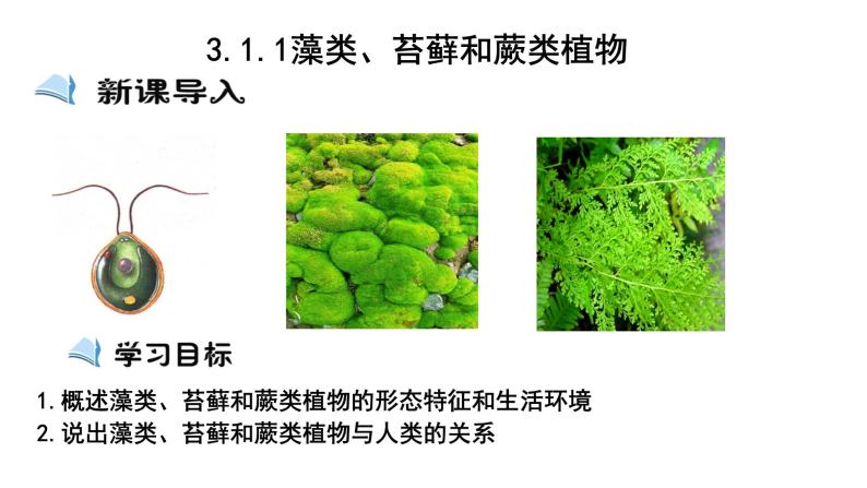 人教版七年级生物上册--3.1.1 藻类、苔藓和蕨类植物课件PPT02
